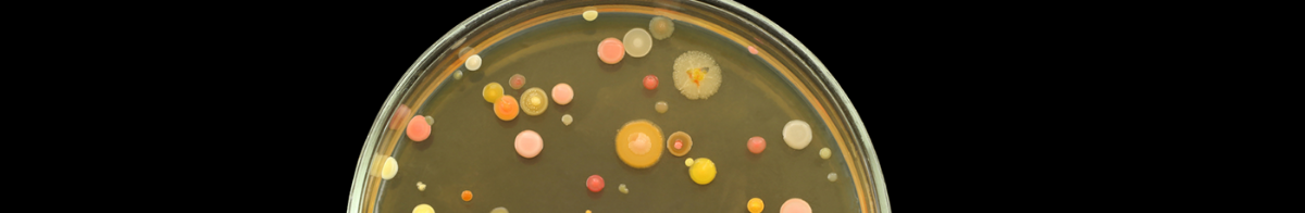 petri dish with colorful blotches on it