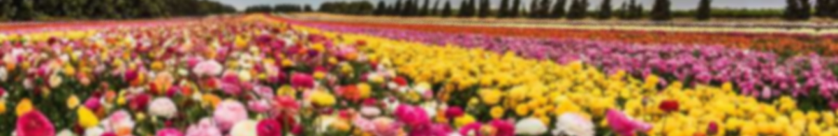 color field of flowers
